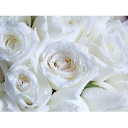 3d Manzara Beyaz Güller