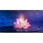 3d Manzara Su Üzerinde Lotus Çiçeği