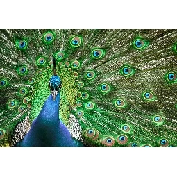 3D Manzara Güzel Tavus Kuşu Portresi