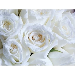 3d Manzara Beyaz Güller
