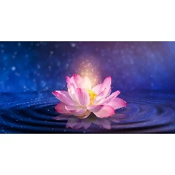 3d Manzara Su Üzerinde Lotus Çiçeği